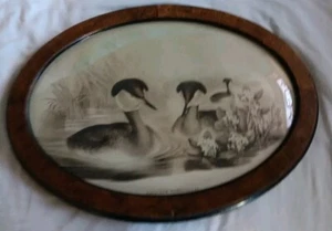 2 J. GOULD & HC Richter Prints of Podiceps in Antique Curved Frames 23x 16in - Picture 1 of 6