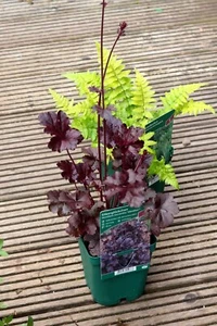 Purpurglöckchen 'Obsidian' Silberglöckchen Heuchera micrantha im 1-Liter Topf - Bild 1 von 3