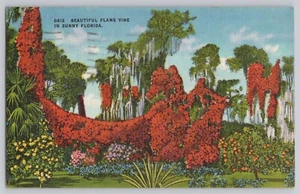 Postal FL, Florida Flame Vine Linen publicada 1946 - Imagen 1 de 2