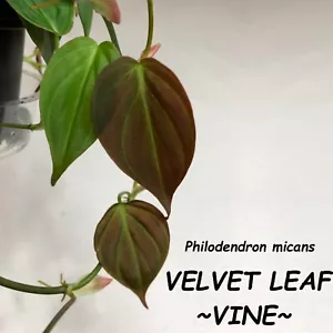 VELVET LEAF PHILO (Philodendron hederaceum) mican Sml plant - Picture 1 of 4