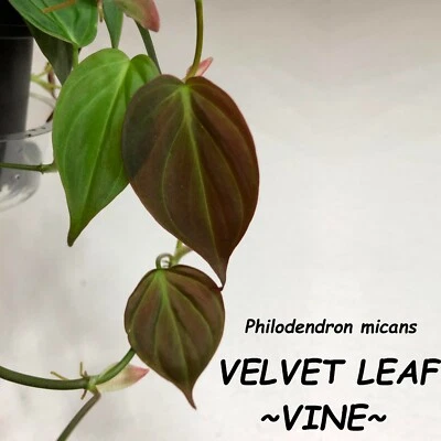 VELVET LEAF PHILO (Philodendron hederaceum) mican Sml plant - Image 1 of 4