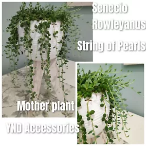 2 Senecio Rowleyanus Perlenkette Perlen Sukkulent Frischschneiden drinnen - Bild 1 von 7