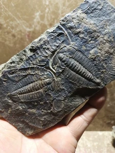 Frühe kambrische Lederiki Trilobiten Fossilien aus Guizhou A03 - Bild 1 von 6