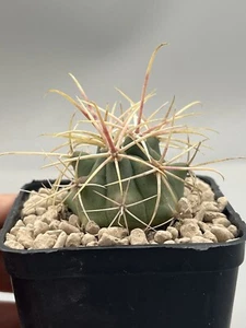 Ferocactus Acanthodes Eastwoodiae (Mexico) Spine Rosse Vaso 7 Fiore Arancio - Imagen 1 de 7