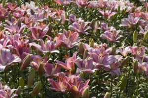 10 Zwiebeln Rosen-Lilien Lilien Blumenzwiebeln winterhart duftend schnellwüchsig - Bild 1 von 1