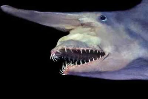 Ugly Goblin Shark PICTURE POSTER PHOTO PRINT Sea Life Fish Ocean Beach Water - Picture 1 of 1