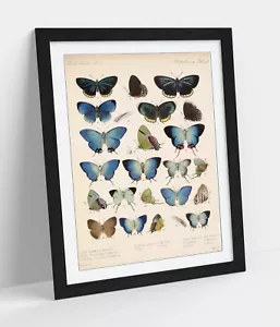 BLUE PAPILLION BUTTERFLY VINTAGE POSTER -FRAMED WALL ART PAPER PRINT POSTER - Picture 1 of 10