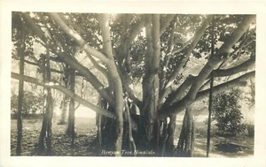 HONOLULU, HAWAII - HUGE BANYAN TREE - OLD REAL PHOTO POSTCARD VIEW - Picture 1 of 2