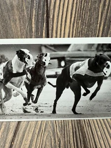 Vintage 1988 Greyhound Racing Black & White Photo Print - Picture 1 of 5