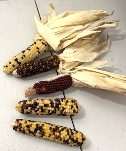Mini Multi-Colored Indian Corn - Bowl Filler/Farmhouse Display - Picture 1 of 8