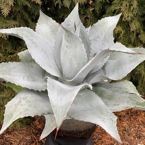 "Permanent Wave" Mangave 3" + STARTER Pflanze Agave/Manfreda RAR Hybride NEU 2025!! - Bild 1 von 13