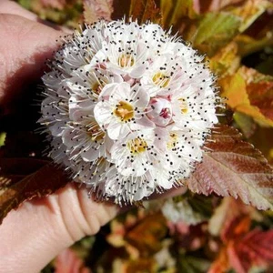 Physocarpus opulifolius 'Amber Jubilee' 1 x 2-3 Litre Potted Plant - Picture 1 of 1