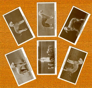 BEDLINGTON TERRIER SET OF SIX NAMED DOG COLLECTABLE TRADE CARDS GREAT GIFT - Picture 1 of 1