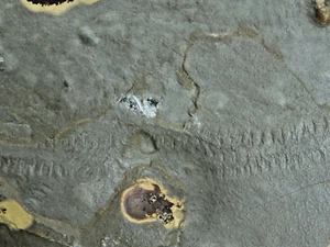 Fossil Arthropod Tracks, Hellyer River , Parrawe, Tasmania, Australia (EA9888) - Picture 1 of 9