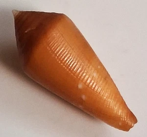 Sea Shell Conus lani 34,1 mm, F++, espécimen muy RARO, de aguas profundas, impresionante - Imagen 1 de 6