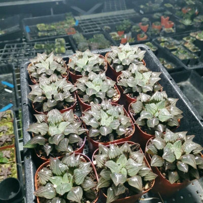 Haworthia Magnifica V.atrofusca 6 cm 1 pz rara e bellissima piantagione da giardino