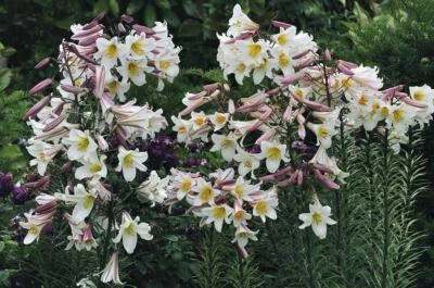 LILIUM~REGALE~FLOWER  BULBS~ 4-6FT TALL TRUMPET LILIES~POWERFULLY FRAGRANT BLOOM - Image 1 of 4