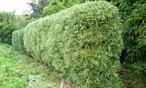 4 Plants-Bambusa Malay Dwarf Variegated Bamboo– Gallon Size 3+ Ft Tall -Clumping - Picture 1 of 10