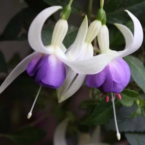 6 SEEDS Fuchsia DELTA's SARA Lantern Garden Flower UK EU Hardy Queen's Ear Ring - Picture 1 of 1