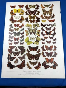 C.1900 Litho Print BUTTERFLIES & MOTHS of America & Europe ~ Backside shows List - Picture 1 of 10
