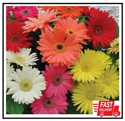 Gerbera Daisy Flower Seed Plant Mix 100 Seeds NEW - Image 1 of 2