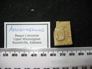 Karbon Mississippian Bangor Kalkstein Crinoid Fossil - Aenigmacrinus (D) - Bild 1 von 4