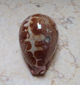 F Cypraea rosea mappa singolaris ottimo motivo naturale lucido raro70,5 mm F++ - Foto 1 di 12