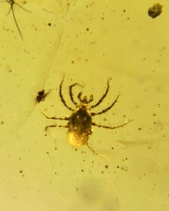Burmese fossil burmite Cretaceous amber The tick insect fossil amber Myanmar - Picture 1 of 5
