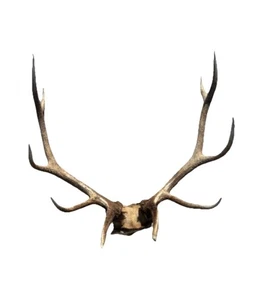 12 Point Idaho Elk Rack Antler Mount Taxidermy Man Cave Rack Cabin Decor - Picture 1 of 6