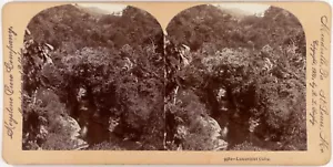 Cuba.Luxuriant.Isla.America del Sur.Photo Stereo Keystone View C by Singley 1900 - Bild 1 von 1
