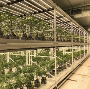 Luz de crecimiento LED de espectro completo de 1000 W para crecimiento de plantas en interiores área de cobertura de 6x6 pies - Imagen 1 de 12
