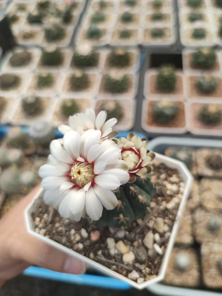 30 seeds of Gymnocalycium Stellatum v. Kleinianum - Image 1 of 2