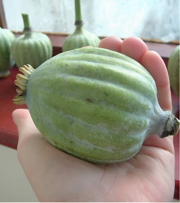 500 Giant Rattle Poppy Seeds - P. Somniferum Stunning Giant Flowers & Seed Heads - Image 1 of 4
