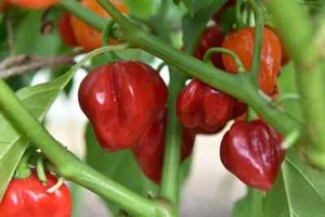 Scotch Bonnet Chilli Pepper Seeds Vegetable Chilli Seeds Pepper Scotch Bonnet - Picture 1 of 1