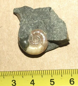 Thanatocoenose von Ammoniten der unteren Kreidezeit - Zuercherella zuercheri - Bild 1 von 15