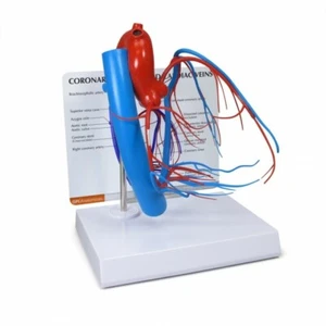 Coronary Artery Cardiac Vein Anatomical Model GPI LFA #2575 VIDEO Make Offer! - Picture 1 of 2