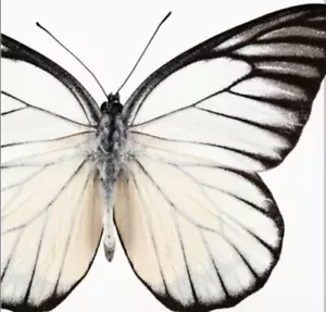Elise Entomount Butterfly 3 Ply Beverage Napkins Paper 24 Pack Party Tableware - Picture 1 of 2