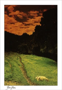 Postcards of Sardinia - Bruno Bianco - Dreaming pigs - Picture 1 of 2
