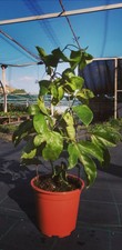 pianta rampicante Passiflora Frutto della passione maracuja Vaso 17, h 60 cm