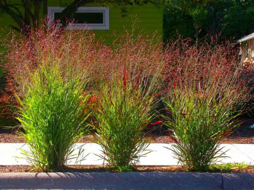 Panicum virgatum 'Squaw' Echte rot Rutenhirse im Topf Ziergras Gräser winterhart - Bild 1 von 3