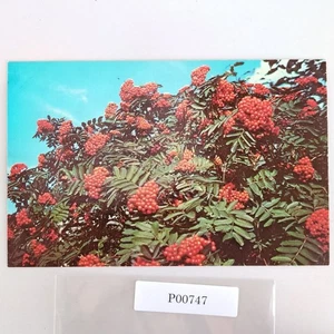 Mountain Ash Flower Alaska Vintage Años 70 Postal Tienda de Fotos Dexter Dedman - Imagen 1 de 2
