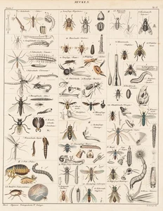 S. SCHILLINGER (19.Jhd), Mückentypen und -stadien, um 1843, Lithographie - Bild 1 von 5