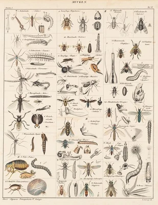 S. SCHILLINGER (19.Jhd), Mückentypen und -stadien, um 1843, Lithographie - Bild 1 von 4