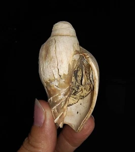 ¡INCREÍBLE AMONITA!! SEASHELL FOSSIL, GASTROPODA VOLUTIDAE, JAVA INDONESIA, 58 MM - Imagen 1 de 7