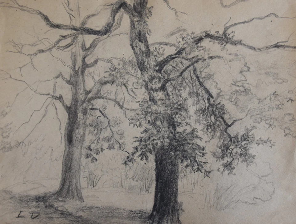 Louis Dupuis (1862-1951) (264) - fusain - arbres - Photo 1/1