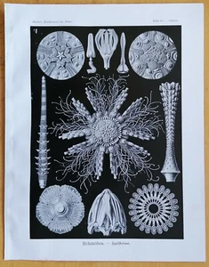 Impresión original Haeckel formas de arte Echinidea estrellas de erizo (60) - 1900# - Imagen 1 de 1