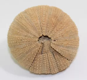Riccio di mare, Schizechinus serialis, Terziario, Pliocene, Almeria, Spagna -a931 - Foto 1 di 6