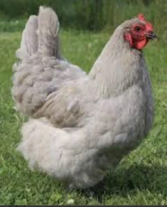 6 Farm Fresh Hatching Eggs ** Fancy Breeds Brahma Orpington * Free Ship @@@ ❤️eb - Picture 1 of 9