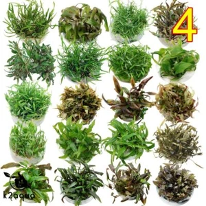 IN VITRO Cryptocoryne - Safe Live Aquarium Plants for Tropical Tanks K2AQUA - Picture 1 of 36