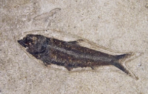 Fossil Fish knightia sp. Wyoming, USA Size: 200 mm - Picture 1 of 13